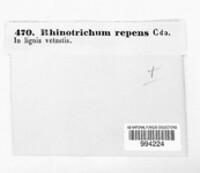 Rhinotrichum repens image